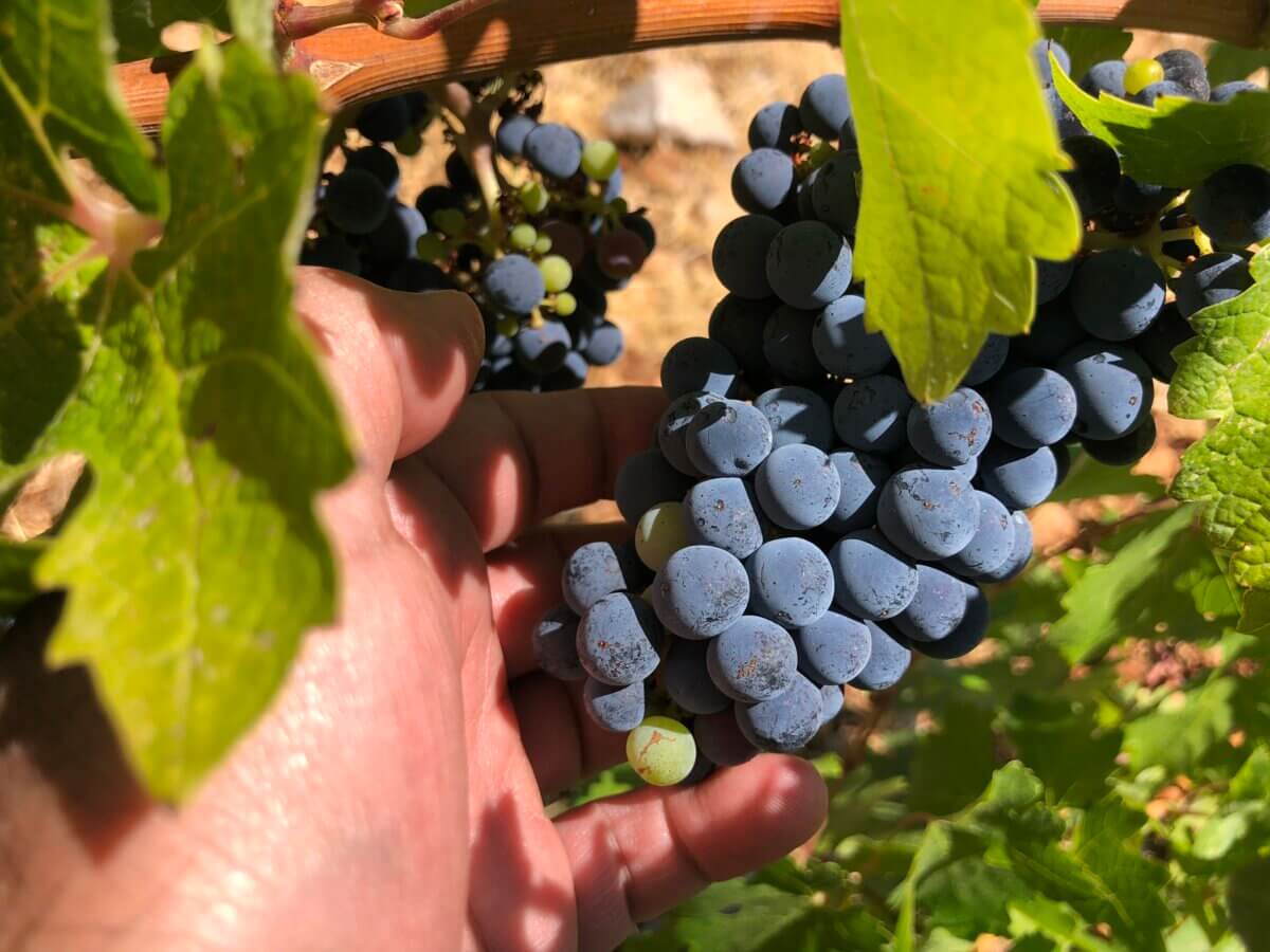 Chateau Heritage reinvents Lebanese wine