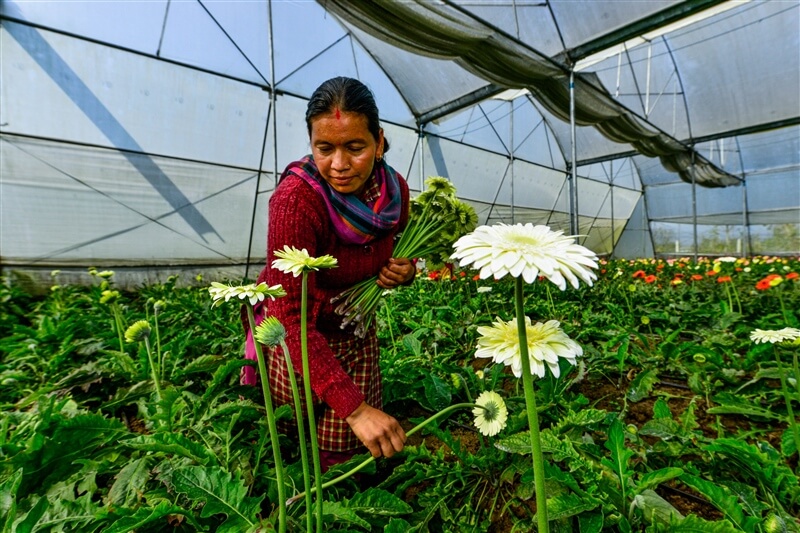 Floritculture