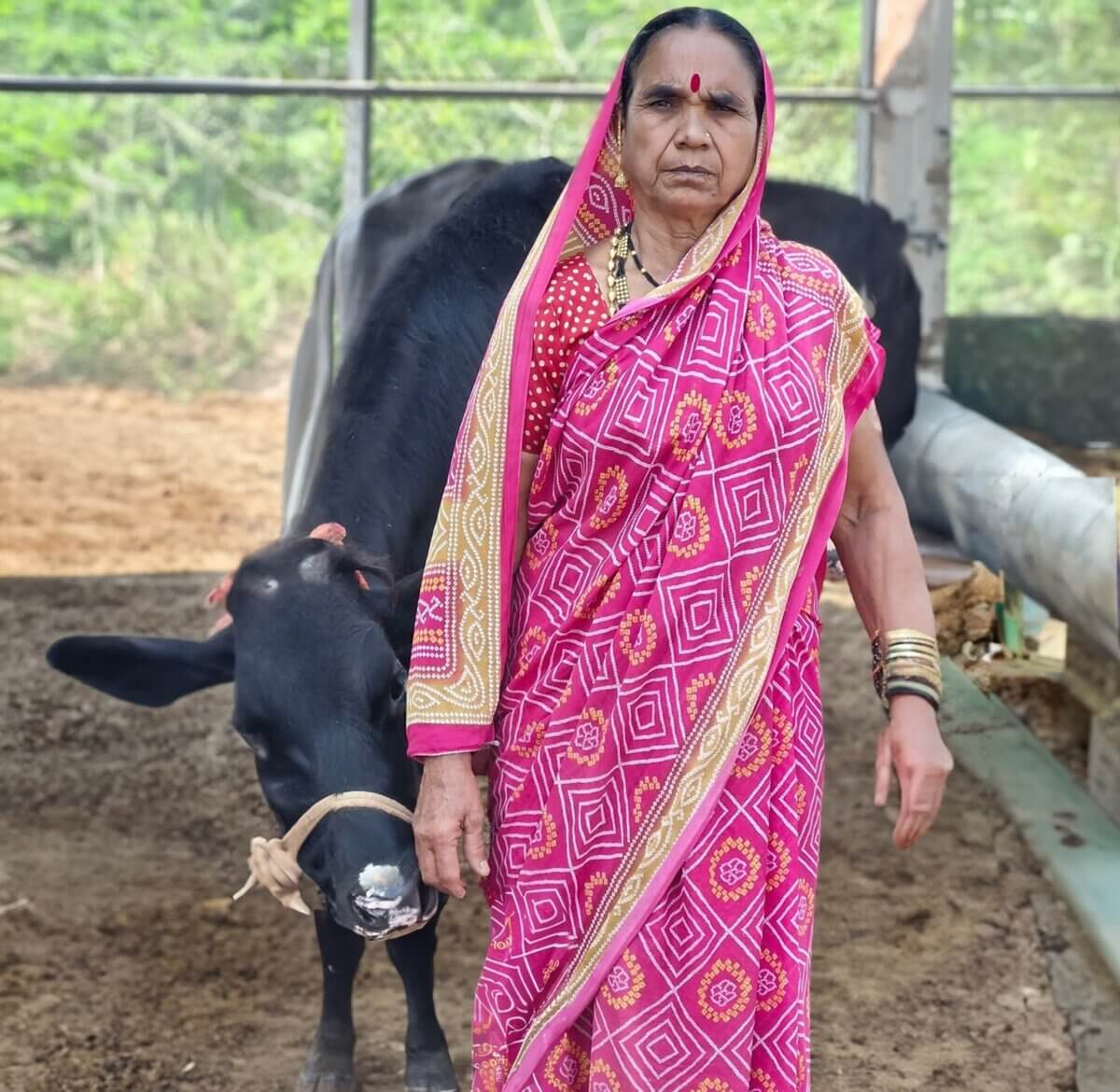India Ruminants
